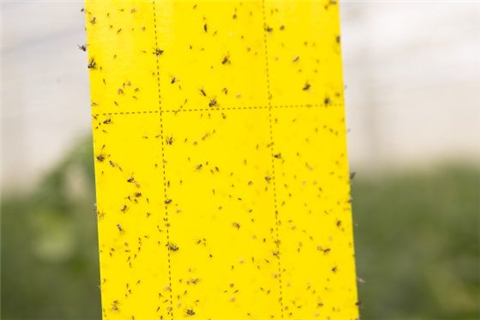 關于發現、監測和誘殺害蟲的竅門