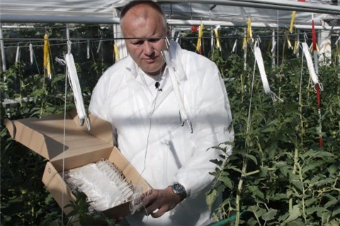 如何選擇正確的番茄吊蔓鉤？